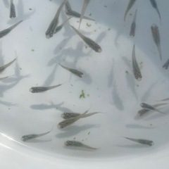 高級　メダカ　深海　10匹の画像