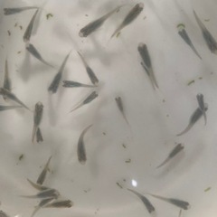 高級　メダカ　深海　1匹の画像