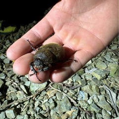 クワガタカブトムシの画像
