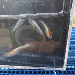 パーシモンコブラディオス　MARIMOYA直系の画像