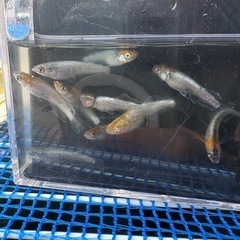 パーシモンコブラディオス　MARIMOYA直系の画像