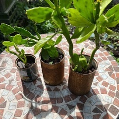 多肉植物、リメ缶風サポテン3個セット無料の画像