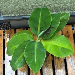 ドワーフモンキーバナナ苗の画像
