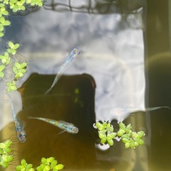 メダカめだか赤ちゃん30匹の画像