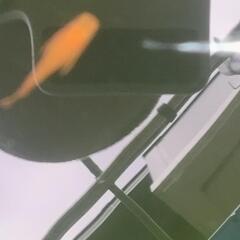 ダルマめだか、半ダルマの画像
