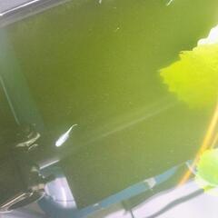 ダルマめだか、半ダルマの画像