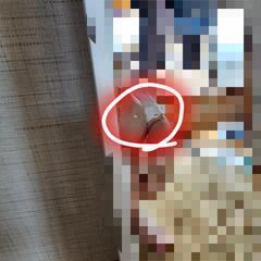 姿見　全身鏡　ミラーの画像