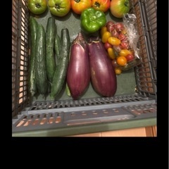 朝取れ🥒と🍆と🫑と傷物🍅