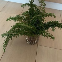 ローズマリー　切り戻し　まとめて  の画像