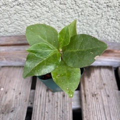 ①オカワカメ苗　(長生百薬)　の画像