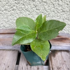 ①オカワカメ苗　(長生百薬)　の画像