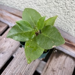 ①オカワカメ苗　(長生百薬)　の画像