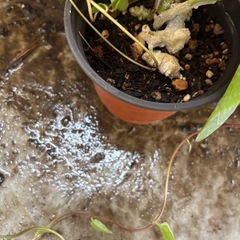 ②オカワカメ苗　(長生百薬)　の画像
