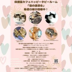 毎週日曜日開催　動物病院の保護猫譲渡会