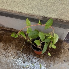 ②オカワカメ苗　(長生百薬)　の画像