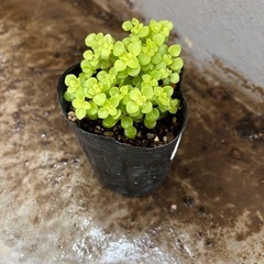 黄金丸葉万年草　抜き苗の画像