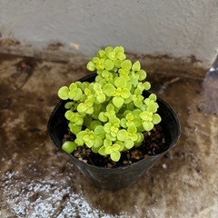 黄金丸葉万年草　抜き苗の画像