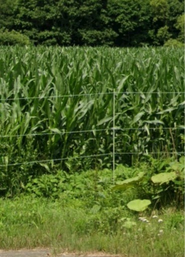 デントコーン電牧回収作業承ります！