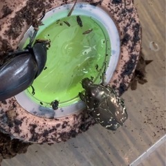 【お渡し予定者確定　交渉中】昆虫飼育マット、木の葉、ゼリーの画像