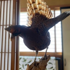 鳥の剥製の画像