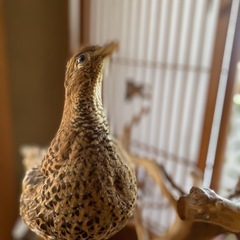 鳥の剥製の画像