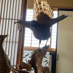 鳥の剥製の画像