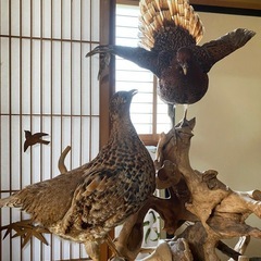 鳥の剥製の画像