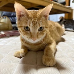 手作り猫グッズ展示販売会の画像