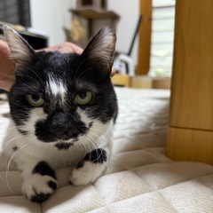 手作り猫グッズ展示販売会の画像