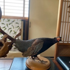 鳥の剥製の画像