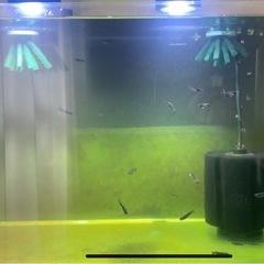 メダカ曜変天目20〜30匹の画像