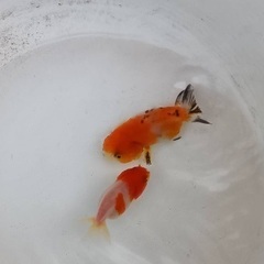 桜錦 稚魚1匹50円※なくなり次第終了の画像