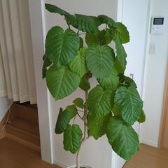 ウンベラータの画像