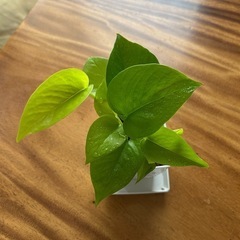 ①ポトス【ライム】挿し木苗の画像