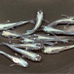 🐟プラチナ星河ヒカリロングフィン 若魚 メダカ  10匹+おまけ1匹🐟写真現物の画像