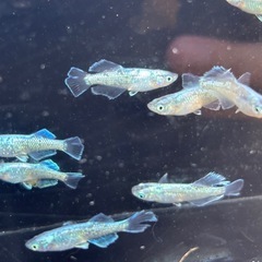 🐟プラチナ星河ヒカリロングフィン 若魚 メダカ  10匹+おまけ1匹🐟写真現物の画像