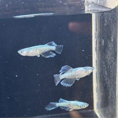 🐟プラチナ星河ヒカリロングフィン 若魚 メダカ  10匹+おまけ1匹🐟写真現物の画像