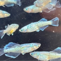 🐟プラチナ星河ヒカリロングフィン 若魚 メダカ  10匹+おまけ1匹🐟写真現物の画像