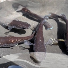 【お取引き決定の為停止中】ミッドナイトフリル　めだか　5匹の画像