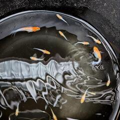 ハイビスカス めだか メダカの画像