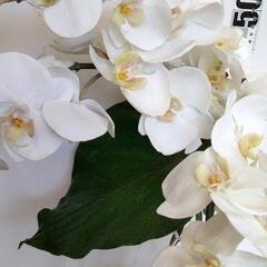 0814-026 造花の画像