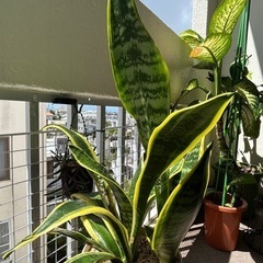 植物🪴サンスベリア🪴室内でも可の画像