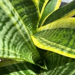 植物🪴サンスベリア🪴室内でも可の画像