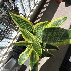 植物🪴サンスベリア🪴室内でも可の画像