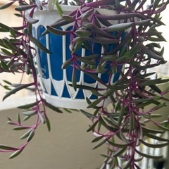 植物🪴ルビーネックレスの画像