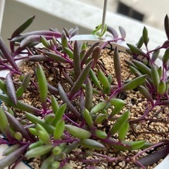 植物🪴ルビーネックレスの画像