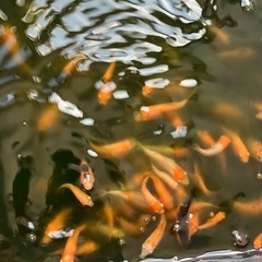 金魚　稚魚お譲りしますの画像