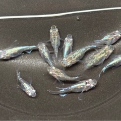 🐟緑光ダルマ メダカ  10匹+おまけ1匹🐟写真現物の画像