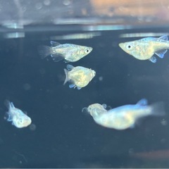 🐟緑光ダルマ メダカ  10匹+おまけ1匹🐟写真現物の画像