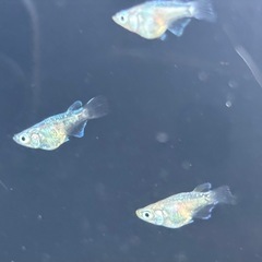 🐟緑光ダルマ メダカ  10匹+おまけ1匹🐟写真現物の画像